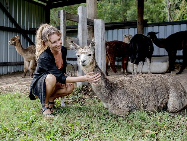 Photo 13 for The Alpaca Farm