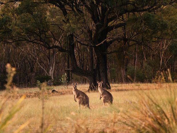 Photo 30 for Golden Glamping - Wildnest Farmstay – Kookaburra