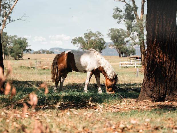 Photo 34 for Golden Glamping - Wildnest Farmstay – Kookaburra