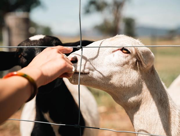 Photo 35 for Golden Glamping - Wildnest Farmstay – Kookaburra