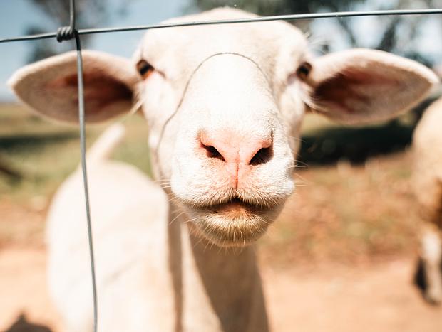 Photo 37 for Golden Glamping - Wildnest Farmstay – Kookaburra