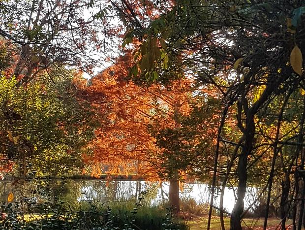 Photo 11 for Bower Bird Cottage - Farewell Summer, hello Autumn!
