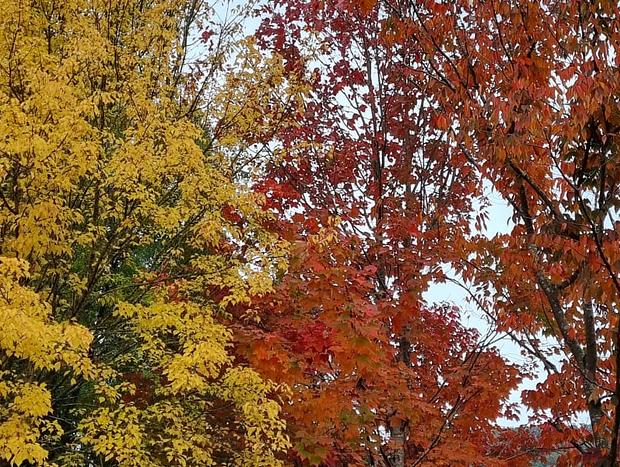 Photo 17 for Bower Bird Cottage - Farewell Summer, hello Autumn!