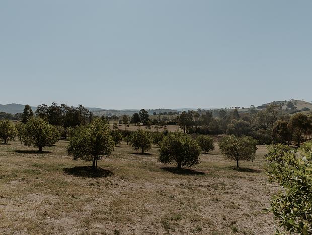 Photo 3 for Yarra Valley Chocolaterie & Ice Creamery