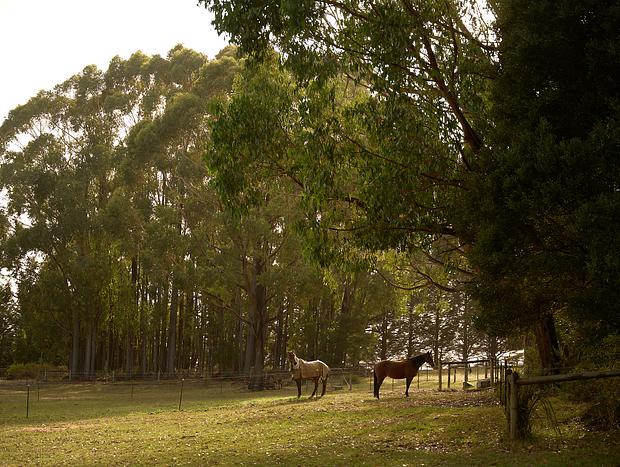 Photo 16 for Horsing around in Gembrook