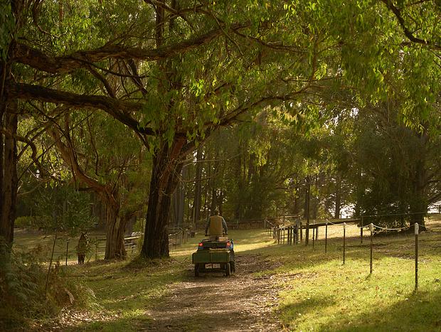 Photo 23 for Horsing around in Gembrook