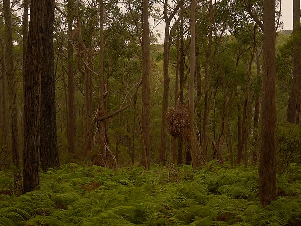 Photo 33 for Horsing around in Gembrook