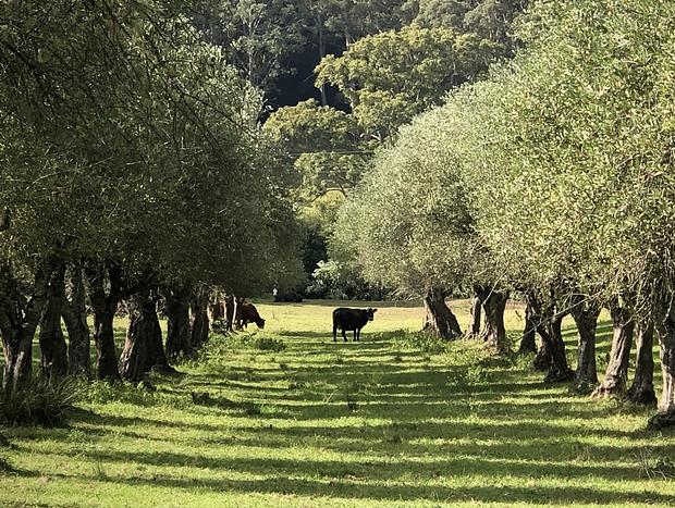 Photo 9 for Pet Friendly Luxury! at Cedar Tree Farm