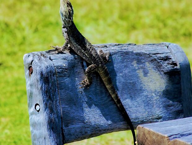 Photo 52 for Secluded Beachfront Haven with Wildlife & Sunsets Tranquilo Beach House