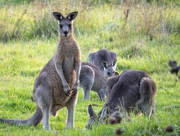 Photo 33 for Escape to Nature just minutes from Tathra.
