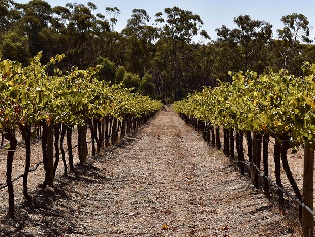 Photo 8 for Boutique Vineyard Cottage - Lina