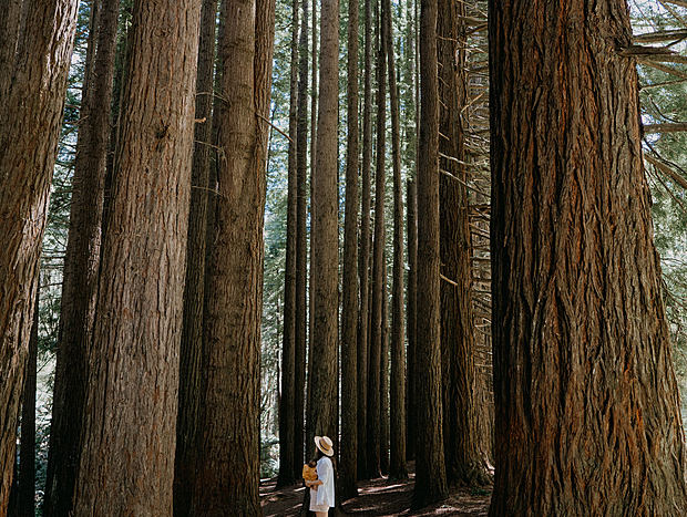 Photo 2 for Redwood walk