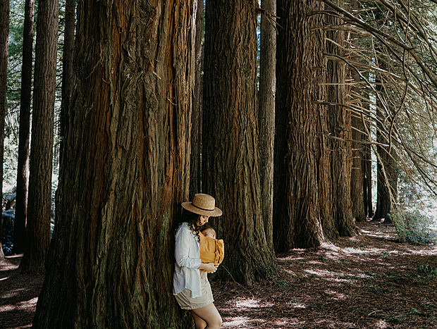 Photo 4 for Redwood walk