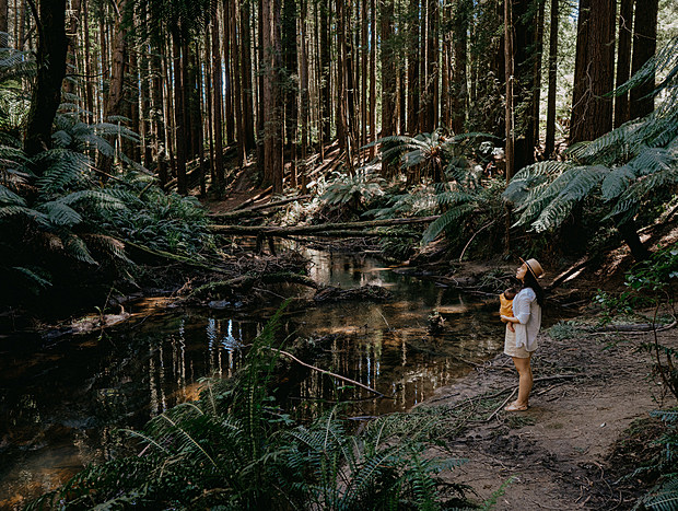 Photo 5 for Redwood walk