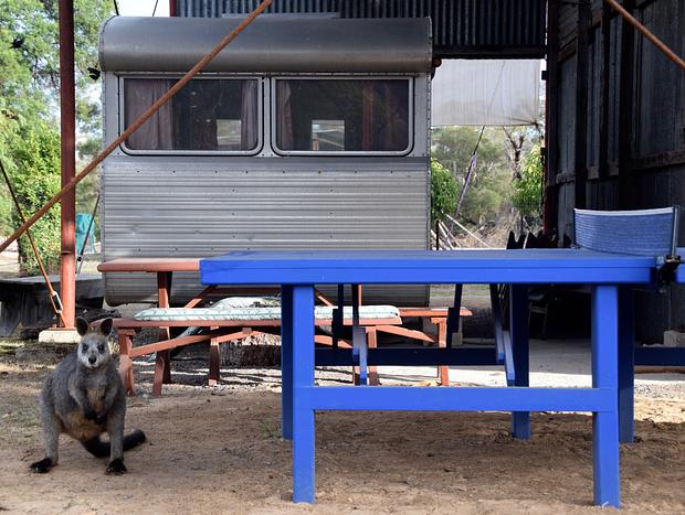 Photo 18 for A Boat in the Grampians - Nature Lovers Eco Retreat