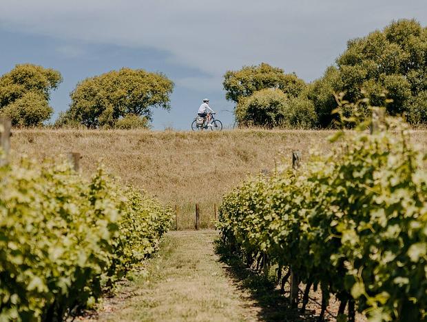 Photo 27 for Vineyard Glamping - Savvy