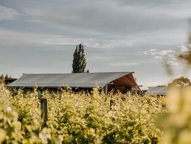 Photo 23 for Vineyard Glamping - Savvy