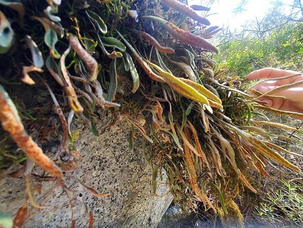 Photo 17 for Murrumbooee Treetent ~ Waterfall Paradise!