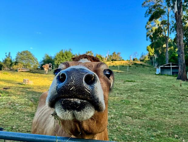 Photo 19 for Wild Falls Animal Farmstay - Cottage
