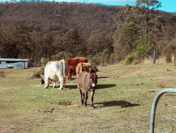 Photo 1 for Maggies Farm Tour