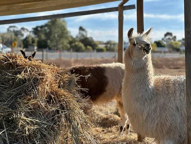 Photo 14 for Bluestone Alpacas The Alpaca Deluxe