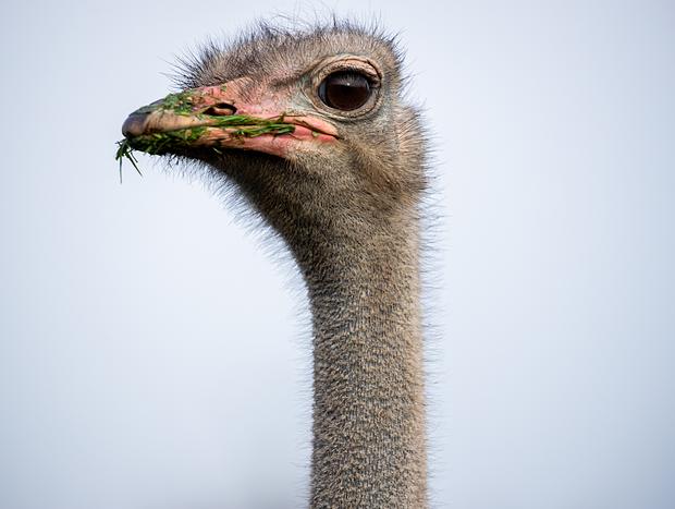 Photo 4 for Look at the animals