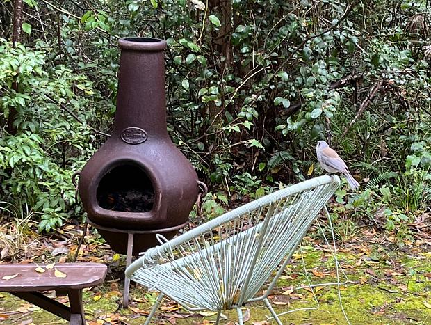Photo 25 for Melia Cottage in Wangat wildlife sancturay