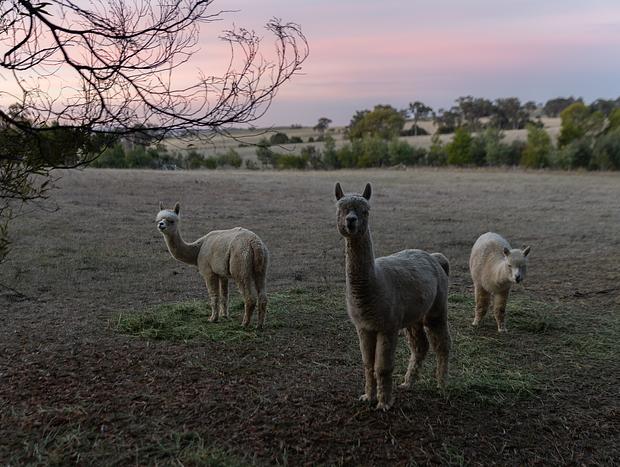 Photo 17 for Cosy Cottage Charm & Curious Alpacas