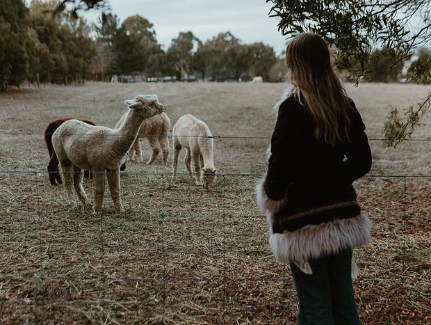 Photo 3 for Cosy Cottage Charm & Curious Alpacas