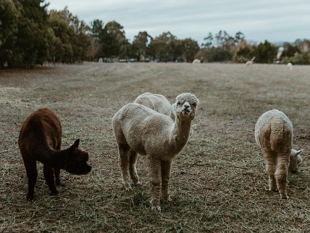 Photo 20 for Cosy Cottage Charm & Curious Alpacas