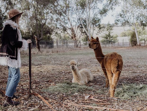 Photo 1 for Visit the Alpacas