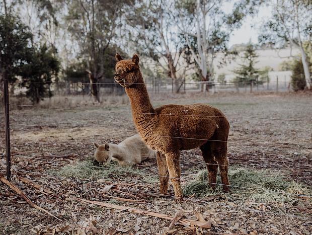 Photo 2 for Visit the Alpacas