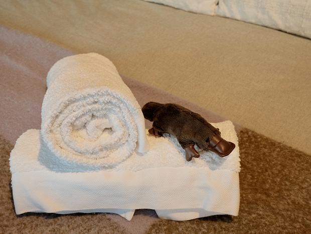 Photo 13 for Platypus Spotting at a Highlands Hideaway