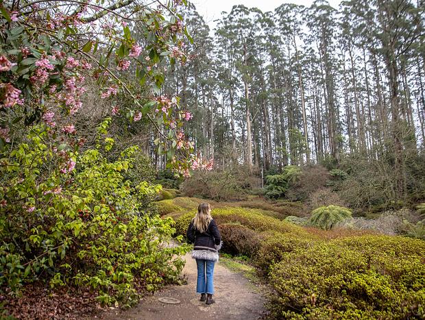 Photo 1 for Dandenong Ranges Botanic Garden