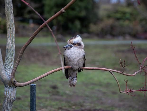 Photo 2 for Dandenong Ranges Botanic Garden
