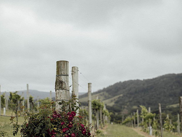 Photo 3 for Crooked River Vinyards