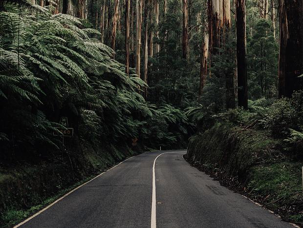 Photo 19 for Enchanting Rainforest Escape on the Black Spur, Yarra Ranges