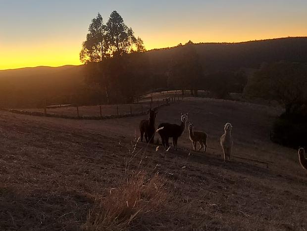 Photo 28 for Yarra Valley Vista Tiny Home @ Mountain Park