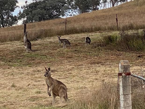 Photo 13 for A Luxury, Dog Friendly Farmstay Between Two Worlds: Mudgee & Rylstone