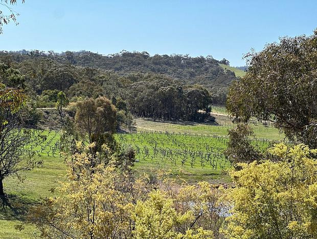 Photo 11 for Grape Farm Cottage with Picturesque Vineyard Views