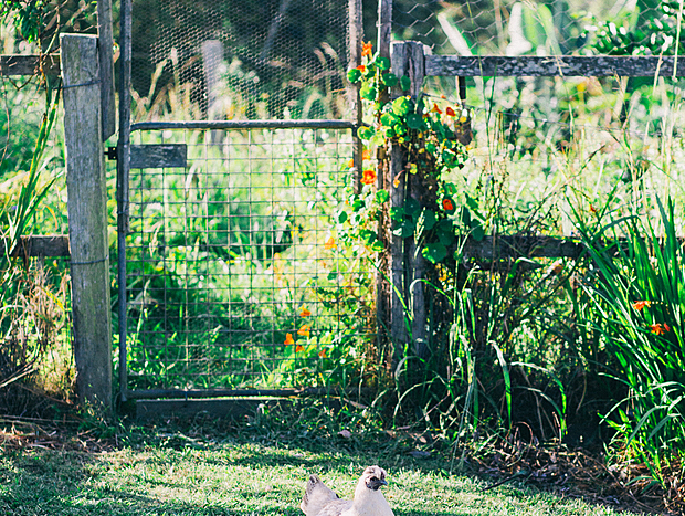 Photo 23 for Bellingen Farm Shed - WeilHouse Living