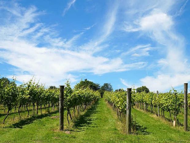 Photo 4 for Coastal Glamp at Bellarine Estate Winery Standard Tent 6