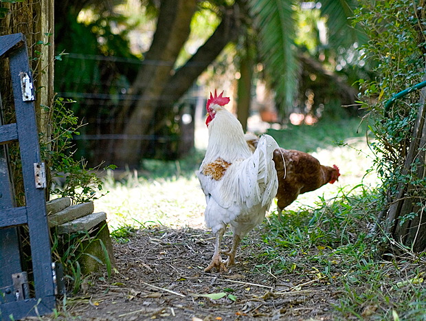 Photo 18 for Bellingen Vintage Farmstay: WeilHouse Living