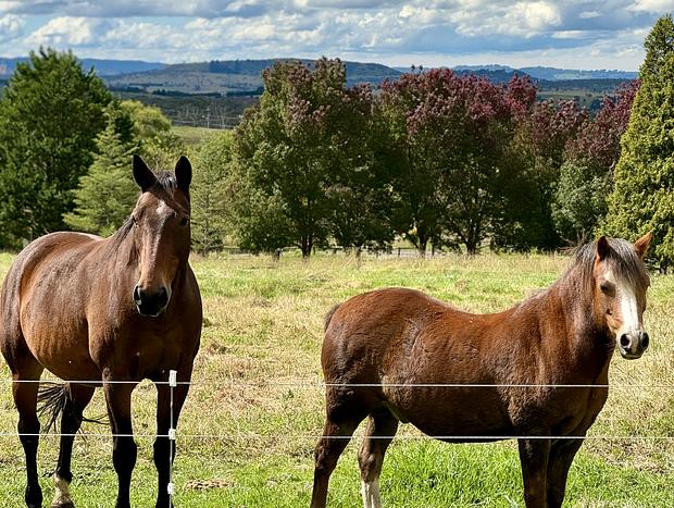 Photo 15 for Idyllic Southern Highlands Escape - Beltane Cottage