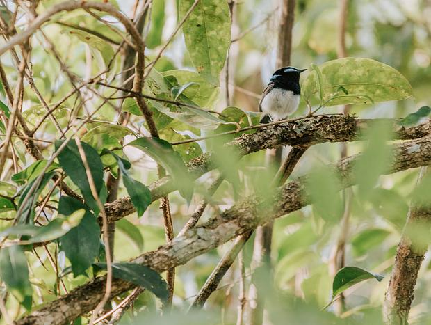 Photo 27 for Wangat River Sanctuary
