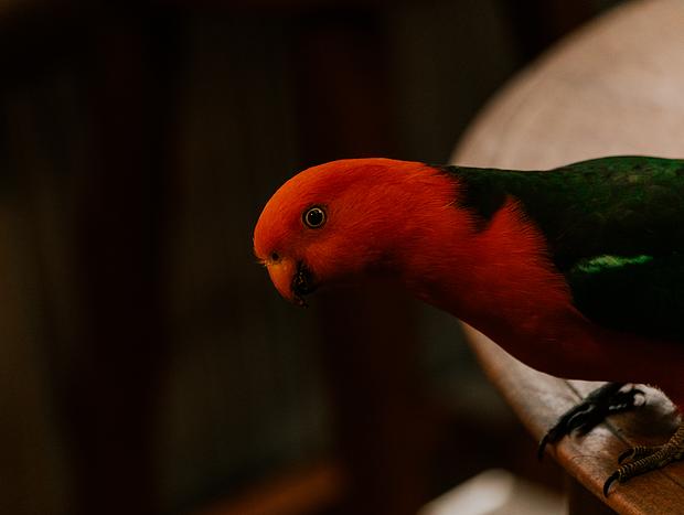 Photo 10 for Wangat River Sanctuary