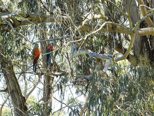 Photo 19 for Whitehawks Cottage in the Otways
