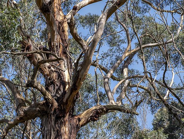 Photo 41 for Whitehawks Cottage in the Otways