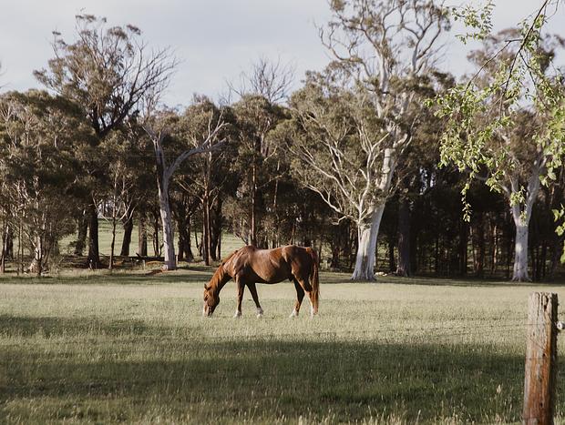 Photo 24 for Serene Stay at Scribbly Farm