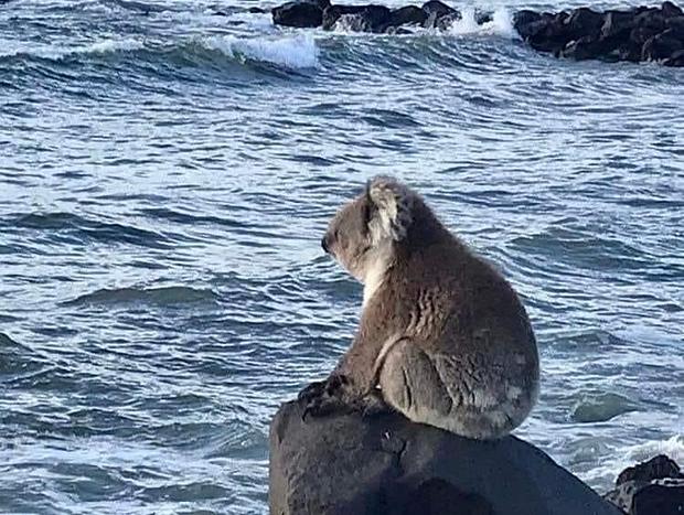 Photo 10 for Blue Bollard pet friendly accommodation